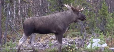 Видео охота на лося