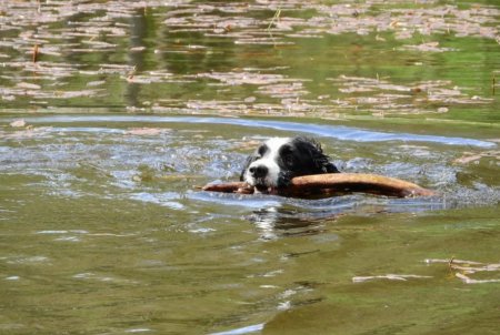 Основы обучения собаки плавать
