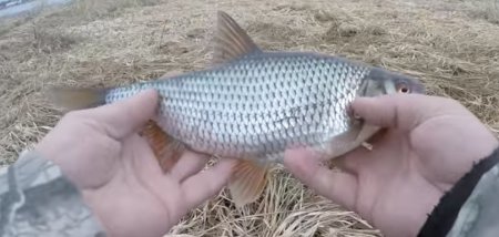 Необычная наживка на белую рыбу, которую постоянно используют рыбаки