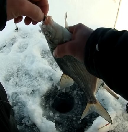 Тонкости зимней рыбалки, рассказанные заядлым рыбаком после выпитой бутылочки