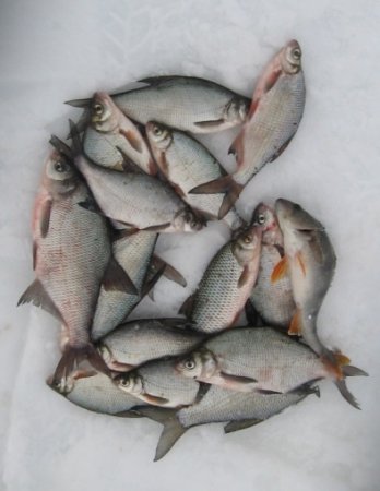 Есть ли необходимость прикармливать рыбу зимой