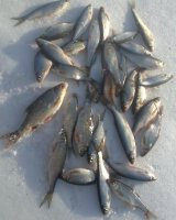 Ловля рыбы в полводы в зимний период