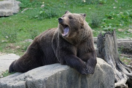Возможно ли добыть дикого лесного зверя медведя из пистолета (ответ егеря)