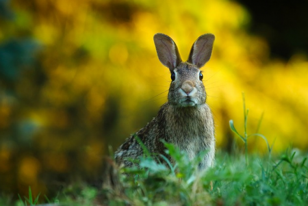 Пошаговая инструкция для начинающих охотников: как разделать добытого зайца или кролика профессионально за 3 минуты