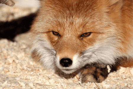 Дедушкины секреты добычи лисы на охоте
