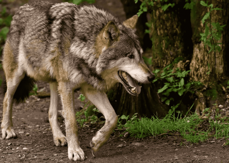 Охота на волков забытыми но надежными по сей день способами