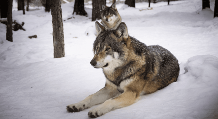 Волк, биология волка, охота на волка