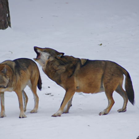Охота на волка: эффективная тактика и необходимое снаряжение для успешной ловли